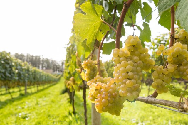 Niki hills winery 13